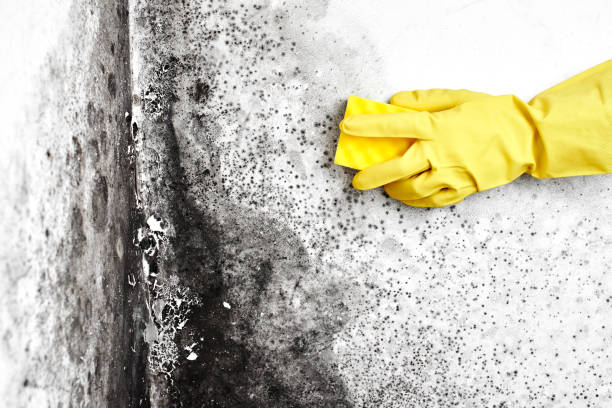 Best Mold Cleaning Services  in Old Orchard, PA