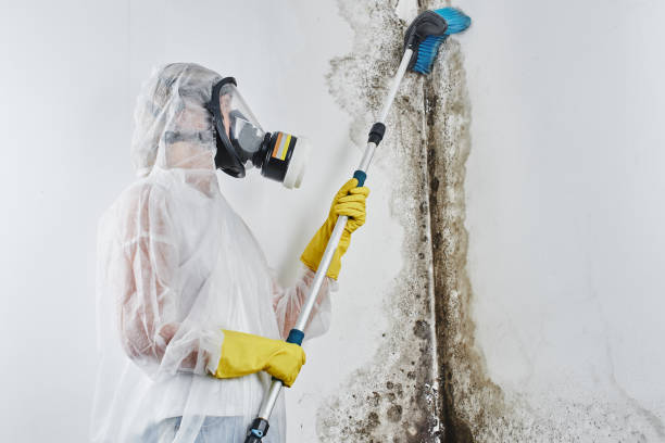 Best Mold Testing  in Old Orchard, PA