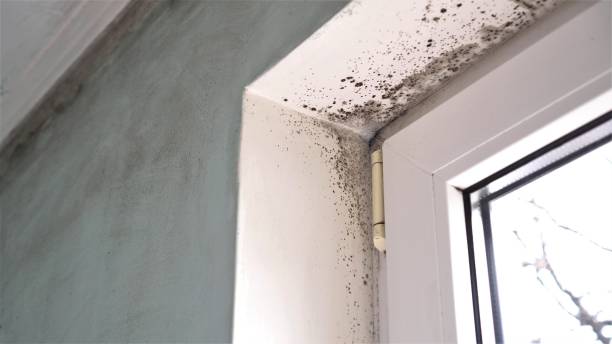 Best Crawl Space Mold Removal  in Old Orchard, PA