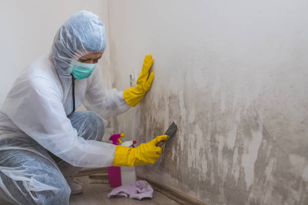Best Professional Mold Removal  in Old Orchard, PA