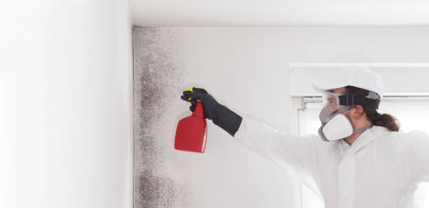 Professional Mold Removal in Old Orchard, PA