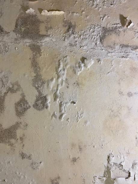 Best Toxic Mold Removal  in Old Orchard, PA