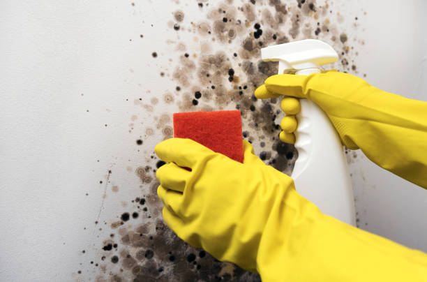 Best Mold Damage Repair  in Old Orchard, PA