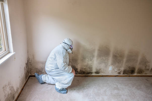 Attic Mold Removal in Old Orchard, PA