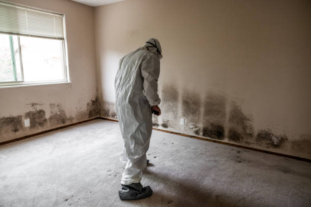 Best Black Mold Removal  in Old Orchard, PA
