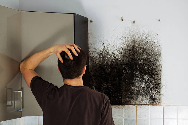 Best Mold Removal Company Near Me  in Old Orchard, PA